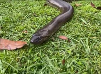 Conhea a cobra sucuri paraense que est brilhando em 'Pantanal'