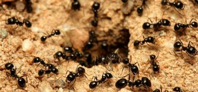 Estudo com formigas revela efeitos do pasto na diversidade amaznica