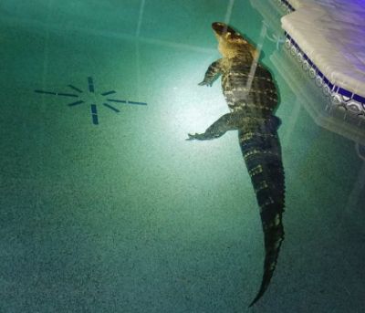 Famlia encontra crocodilo de 3 metros em piscina nos Estados Unidos