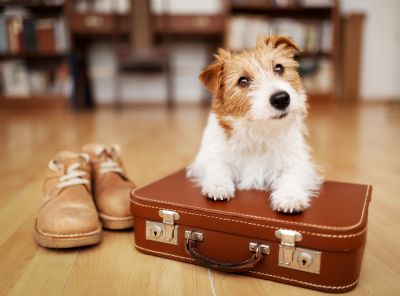 Viajar com animais requer cuidados especiais