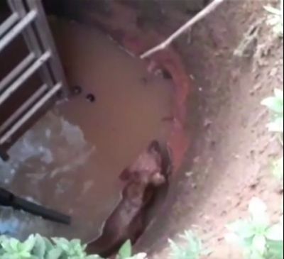 Cachorro  resgatado de cisterna de 2,5 metros de profundidade