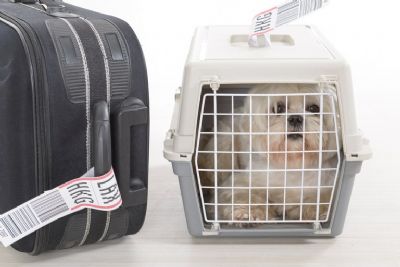 Viagens internacionais com pets aumentam nos meses de frias, saiba qual a documentao necessria
