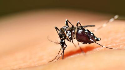 Cuiab aparece em situao de risco em levantamento sobre Infestao pelo Aedes aegypti