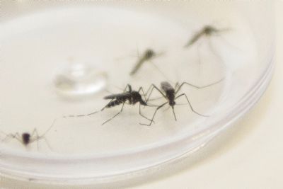 Dengue regista aumento de 72% em duas semanas e MT entra em alerta amarelo para doena