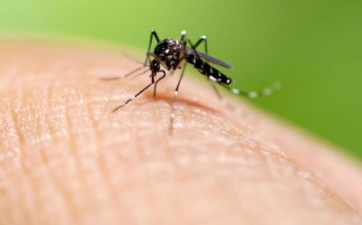 Dengue j registra casos em 94% dos municpios paulistas este ano