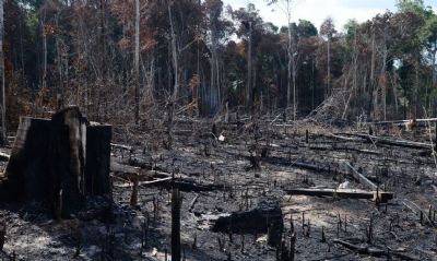 Meio Ambiente: desmatamento na Amaznia aumenta 64%