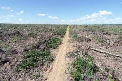 MPE utiliza inteligncia artificial no combate ao desmatamento ilegal