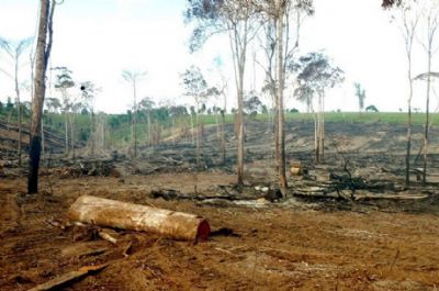 Aumento de penas para crimes de desmatamento pode ser aprovado no Senado