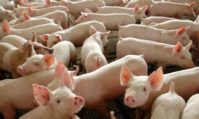 Indstrias de carnes do Brasil alertam para alta de preo e pedem apoio do governo