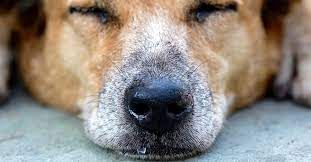 Gripe canina: veja os sintomas e como cuidar de ces infectados