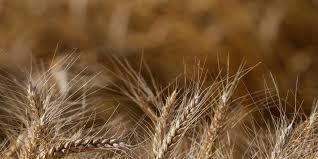 Safra comercial de trigo em Mato Grosso pode comear em Primavera do Leste