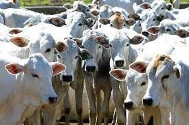 Acrimat alerta autoridades para suposta entrada de gado da Bolvia em MT