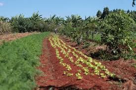Ministrio da Agricultura disse que vai aperfeioar o Garantia-Safra
