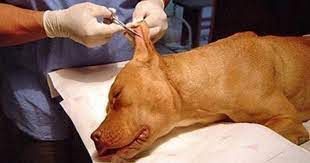 Mutilaes em animais por esttica esto proibidas em MT