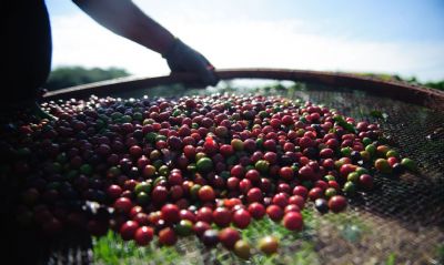 Pesquisa da Conab indica queda na produo nacional de caf em 2021