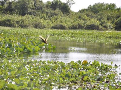 Acrimat no concorda com Projeto de lei que aumenta restries para agropecuria no Pantanal