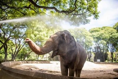 Santurio de Elefantes receber mais um animal