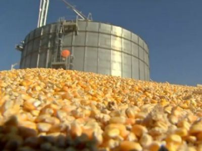 Leilo de 50 mil toneladas de milho ser nesta semana em Mato Grosso