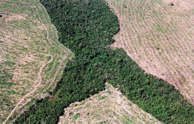 Investigaes por desmatamentos na Amaznia atingem meio milho de hectares