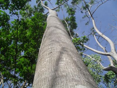 Estudo revela 5 espcies mais indicadas para reflorestamento e produo de madeira em MT