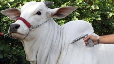 Rebanhos de bovinos devem ser vacinados contra febre aftosa