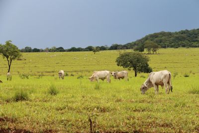 Valor Bruto da Produo agropecuria deve alcanar R$ 700 bilhes em 2020