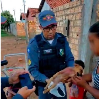 Homem  preso por furtar e matar filhote de cachorro