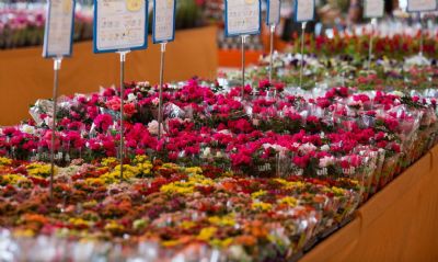 Floristas esperam compensar perdas com vendas no Dia das Mes