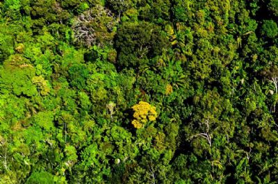 Mato Grosso reduz desmatamento em 74%, aponta Imazon