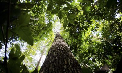 Amaznia Legal: desmatamento cai 61% em janeiro