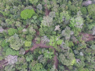 Servio Florestal abre inscries para cursos sobre manejo florestal sustentvel
