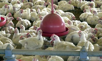 Abate de frangos e sunos no Brasil registra recorde, diz IBGE