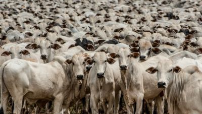 Exportao de MT em carne bovina tem melhor resultado em trs anos
