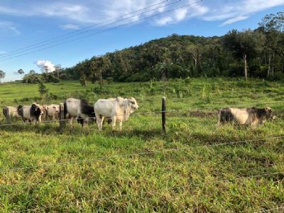 Fazendeiro morre pisoteado por gado em Confresa