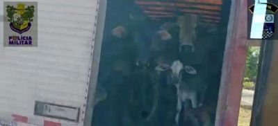 Roubo de gado  frustrado e suspeitos so presos em Nossa Senhora do Livramento