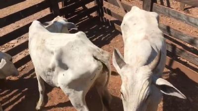 Suspeitos so presos por furto e receptao de gado em Alto Boa Vista