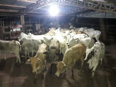 Funcionrio de fazenda  preso com gado furtado, caminhonete e mais de R$ 113 mil em dinheiro