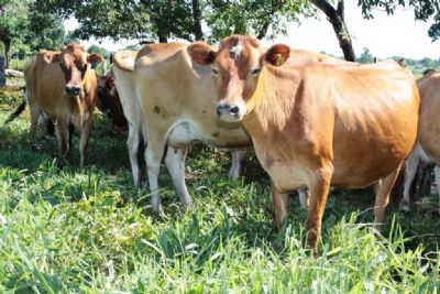 Produtor diversifica alimentao de bovinos e aumenta eficincia na produo de leite