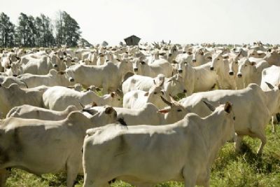 Cinco suspeitos de furto de gado so presos em Barra do Garas