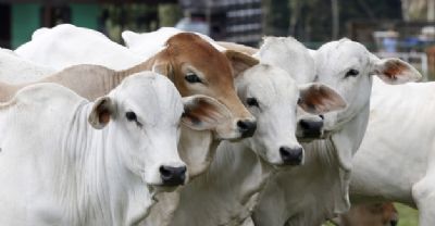 Abate de bovinos aumenta 2,64% em MT durante o ms de maro