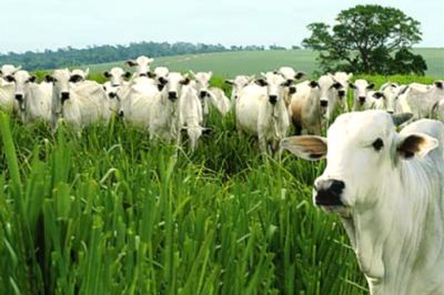 Abate de gado cresce 14% em Mato Grosso