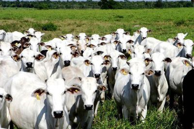 Preos do boi e vaca gorda gorda aumentam em Mato Grosso; oferta de gado confinado cresce