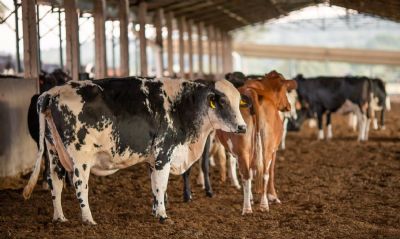 AEB: caso de vaca louca ter impacto na balana comercial deste ano de US$ 500 mi
