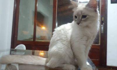 Cuiab registra primeiro caso brasileiro de covid-19 em gato domstico