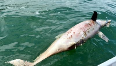 Operao contra lixo marinho acha golfinho morto em canal de Ilhabela