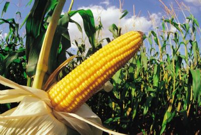 Imea: colheita de milho atinge 1,28% da rea da safrinha 2019 em Mato Grosso