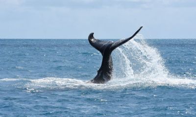 Censo areo confirma recuperao da populao de baleias jubarte