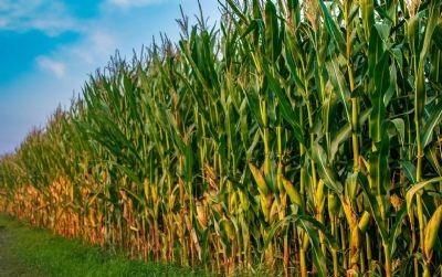 Preo do milho em Mato Grosso tem recuperao de 1,93%
