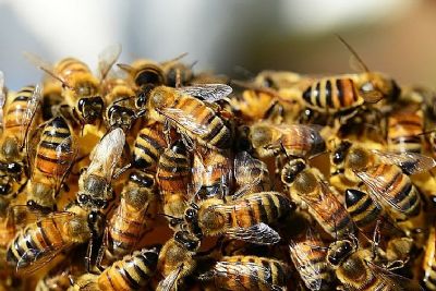 Enxame de abelhas mata cachorro, ataca jovens e criana de 2 anos