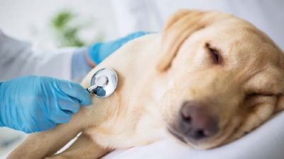 Chuvas aumentam risco de leptospirose tambm em cachorros; saiba sintomas e preveno